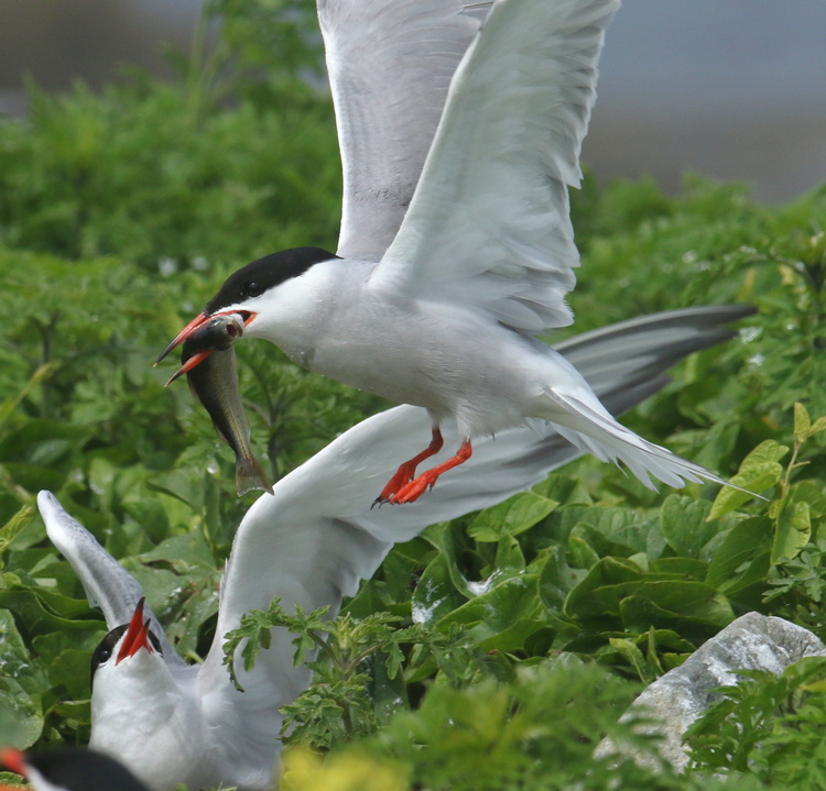 Common Tern with silverside