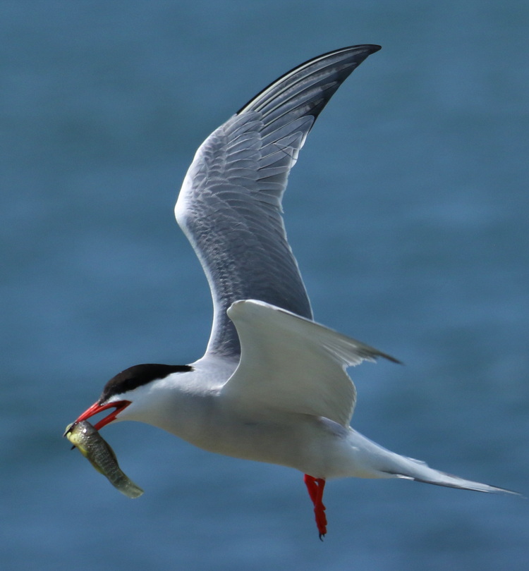 Common Tern with mummichog - North Brother - June 3, 2025