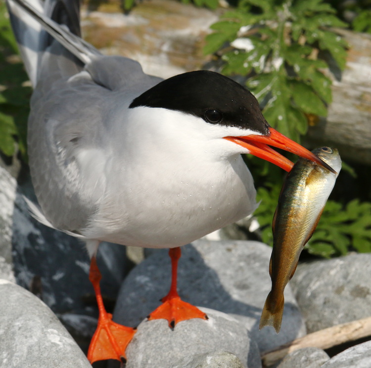 Common Tern with pollock