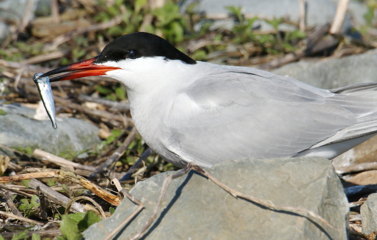 Common Tern with hake - North Brother - May 14, 2025 - photo by Luc Bilodeau