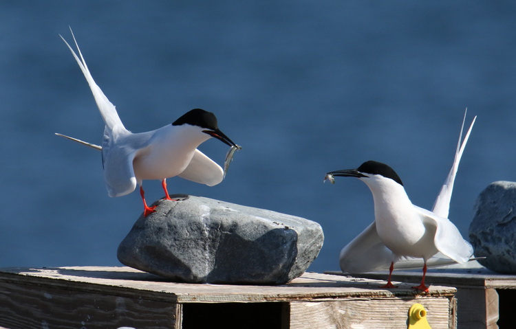 Two Roseate Terns demonstrating courtship behaviour - North Brother