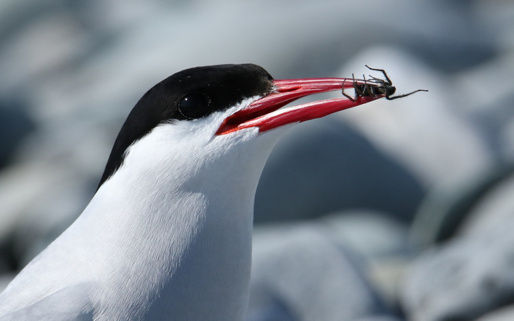 Arctic Tern with spider foraged on North Brother Island