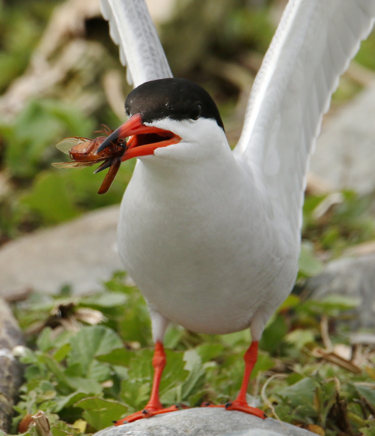 Common Tern with June bug - North Brother - May 17, 2025