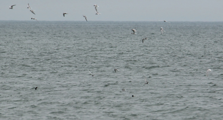 Flock of terns foraging in association with cormorants