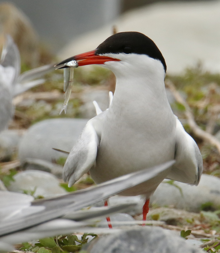 Common Tern with herring<br>- North Brother - May 17, 2025