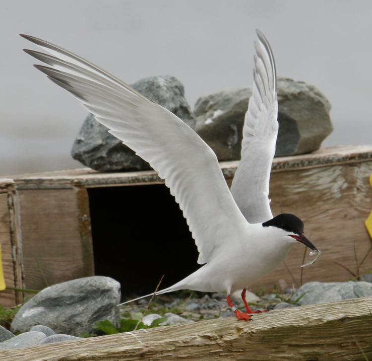 Common/Roseate Hybrid Tern with juvenile fish