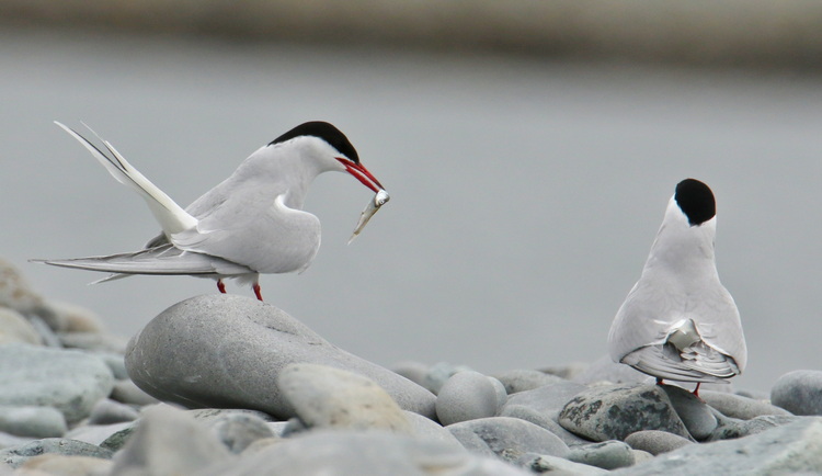 Arctic Tern demonstrating courtship behaviour