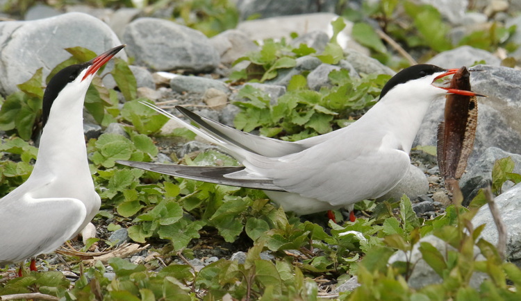Common Tern with Rock gunnel