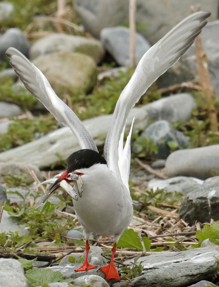 Common Tern with quadruple catch of herring