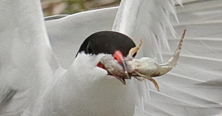 Closeup of Common Tern with sculpin
