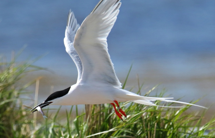 Roseate Tern with herring - North Brother - May 21, 2025