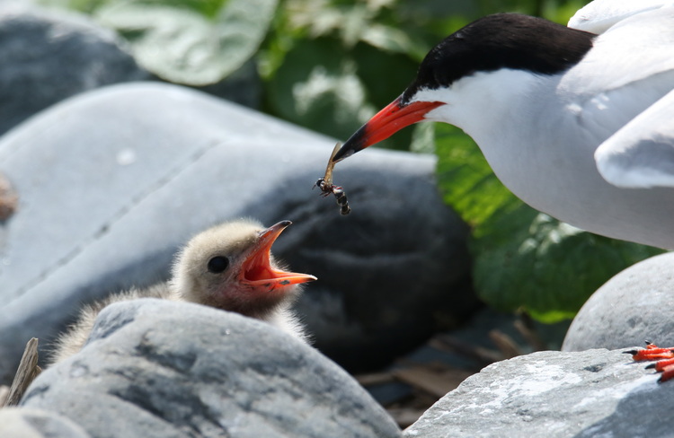 Common Tern feeding flying ant to chick - North Brother - July 1, 2023 - photo by Luc Bilodeau