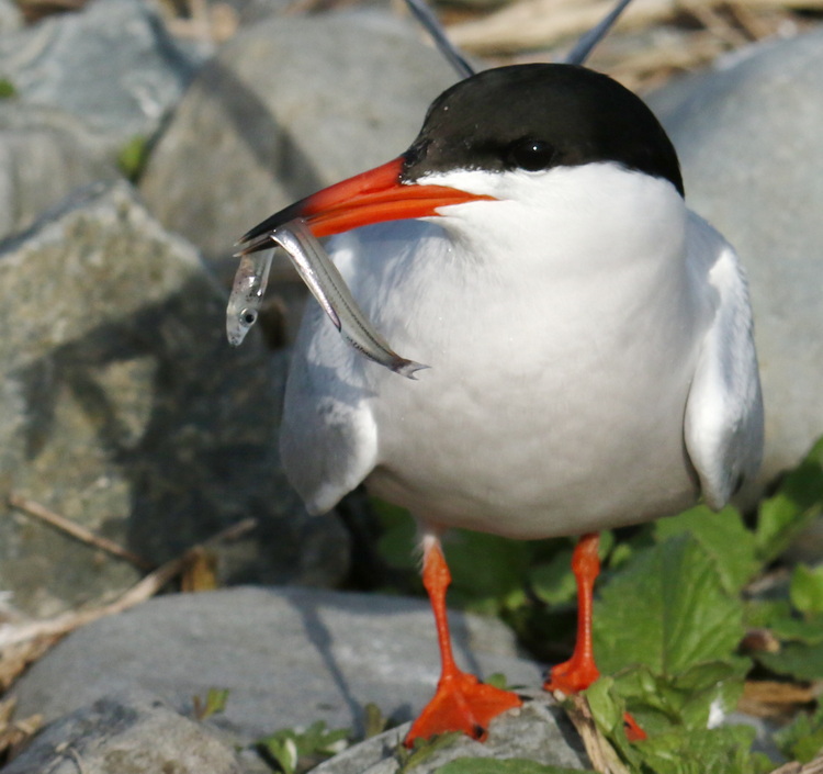Common Tern with juvenile fish