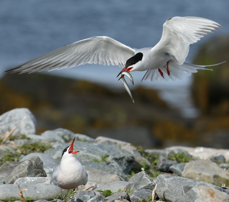 Common Tern with sandlance