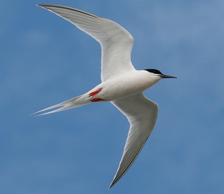 Roseate Tern (LU0) exhibiting kleptoparasitic behaviour