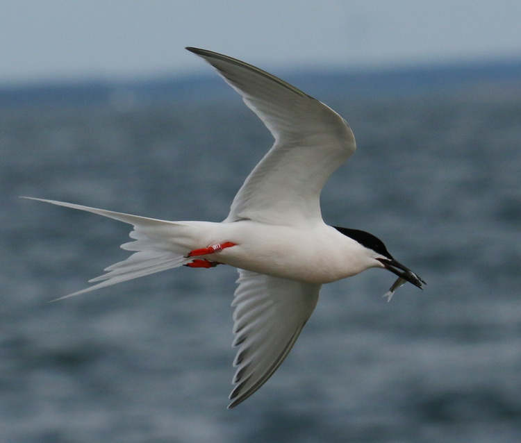 Roseate Tern (LU0) with a fish successfully stolen