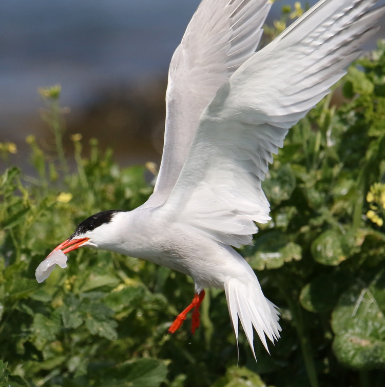 Common Tern with fish scrap. North Brother - June 26, 2024