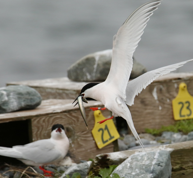 Roseate Tern with sandlance