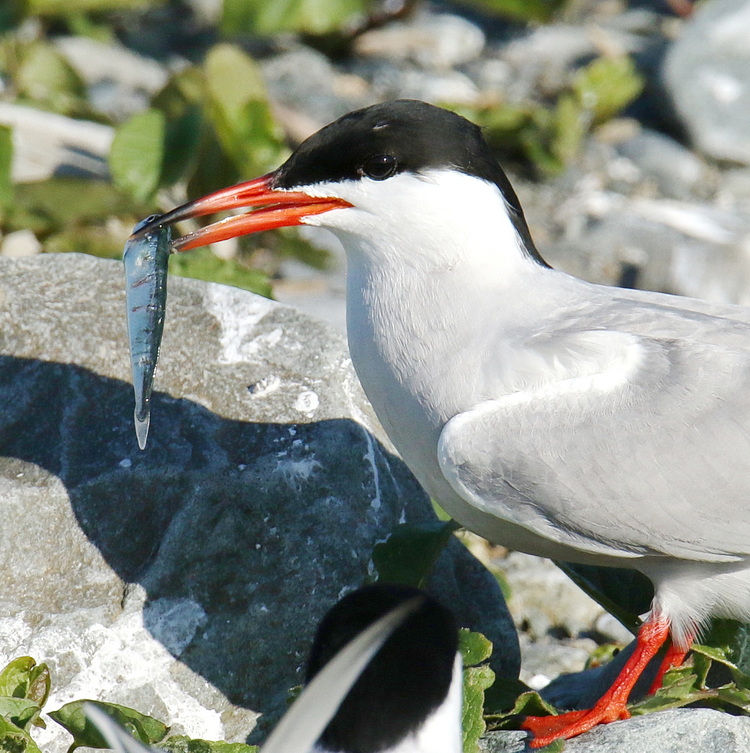Common Tern with hake