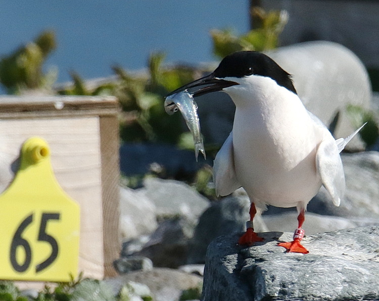 Roseate Tern (C76) with herring