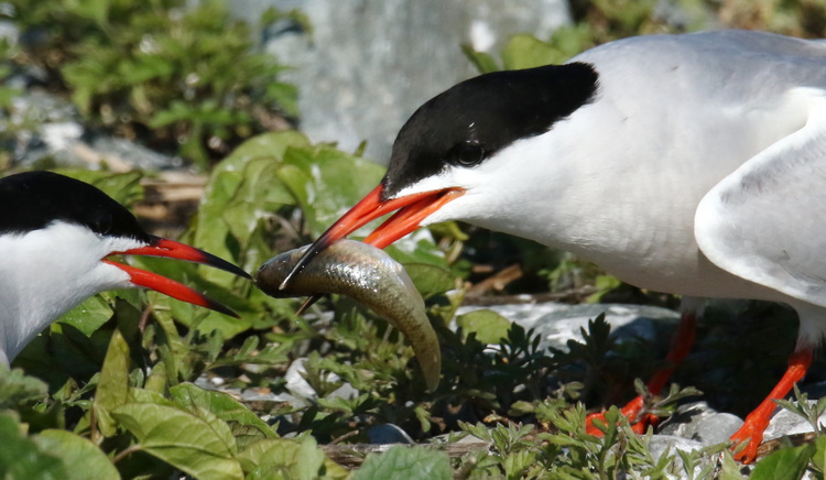Common Tern with mummichog