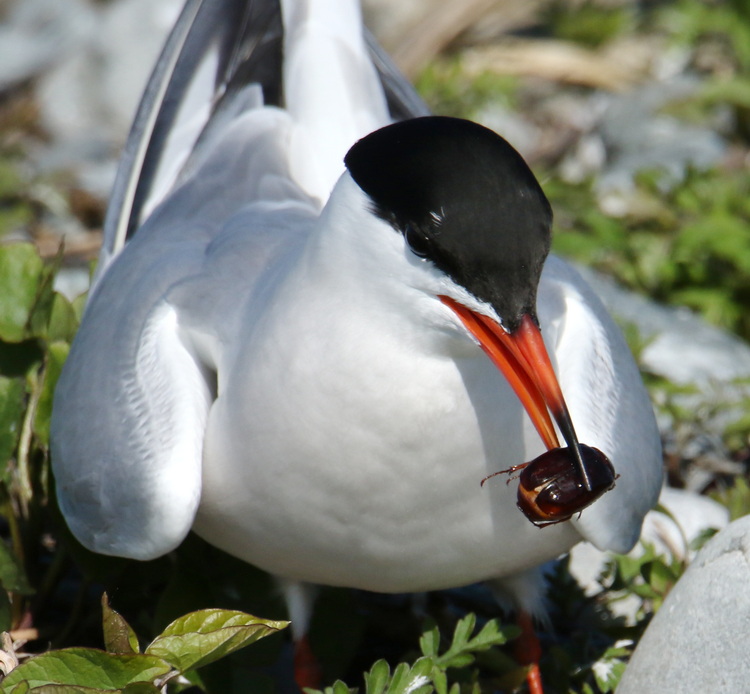Common Tern with June bug