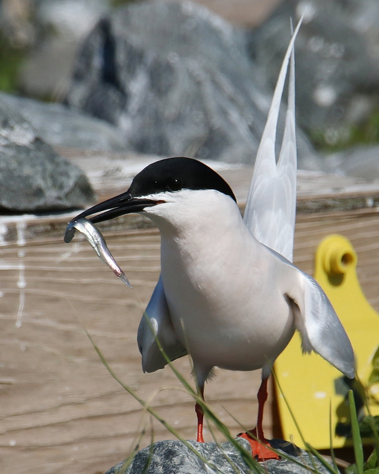 Roseate Tern with herring
