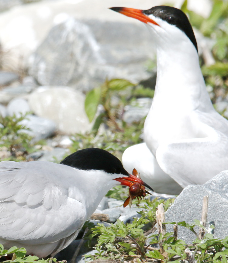 Common Tern with June bug