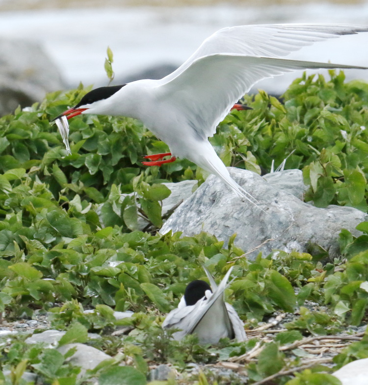 Common Tern with double catch of herring