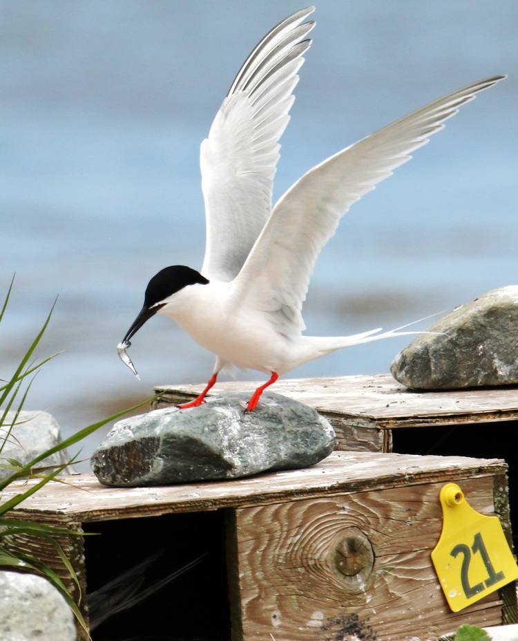 Roseate Tern with hake
