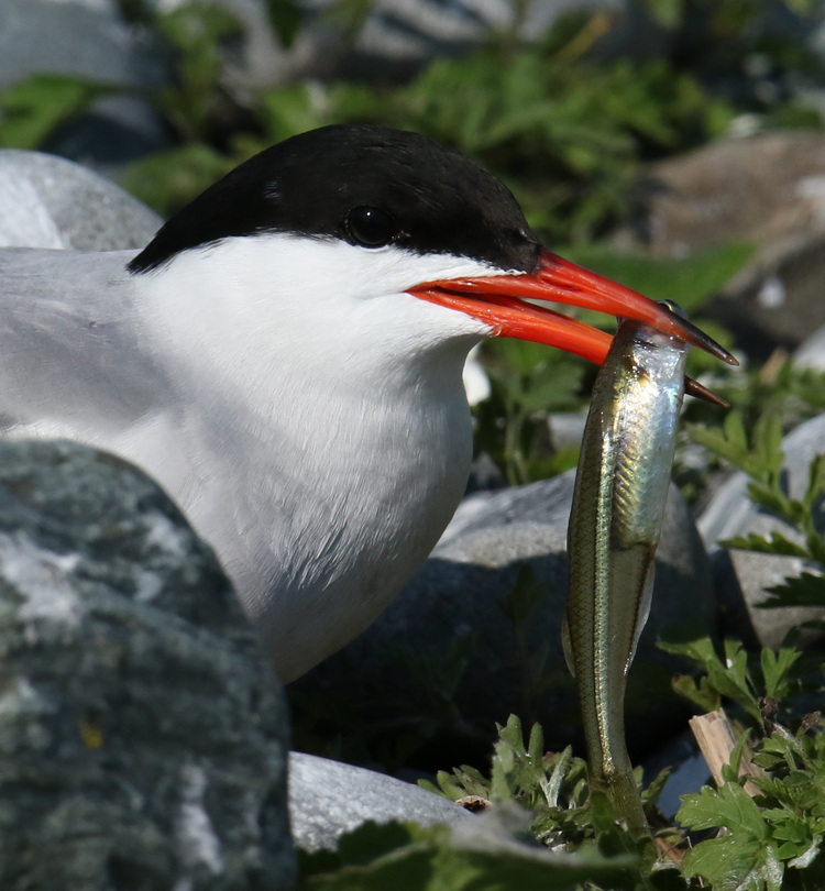 Common Tern with silverside - North Brother - June 3, 2025