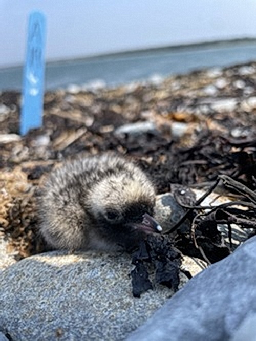 Arctic Tern chick - North Brother - June 12 2025