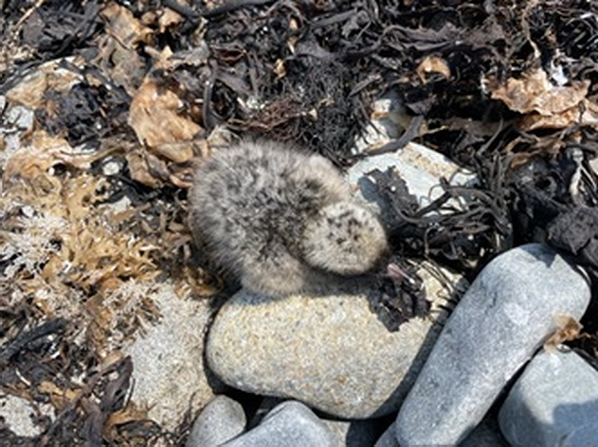 Arctic Tern chick - North Brother - June 12 2025