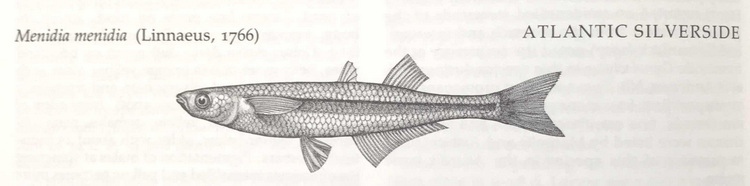 Atlantic Silverside - Scott & Scott image