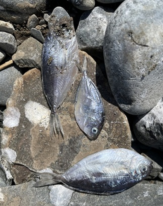 3 (of the 15+) dropped butterfish