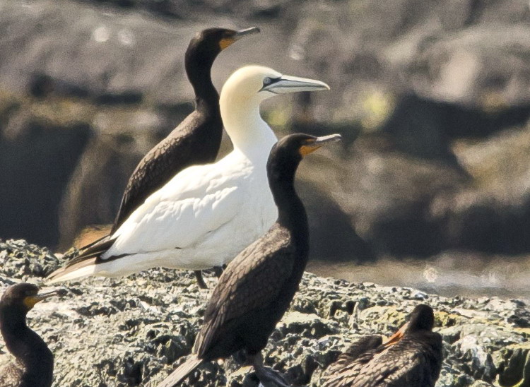 The Northern Gannet - Green Rock, NS, June 29, 2014 - Ted D'Eon photo