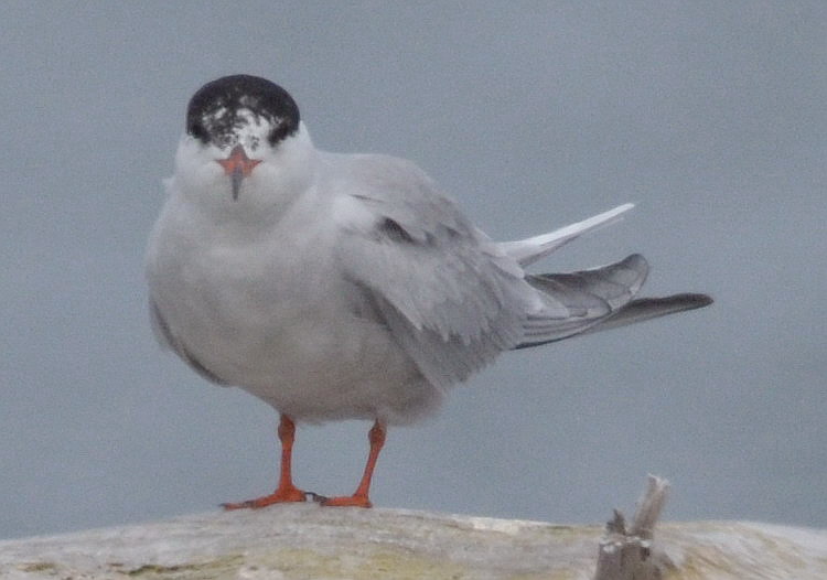 The TY Common Tern  - North Brother, June 16, 2017 - Ted D'Eon photo