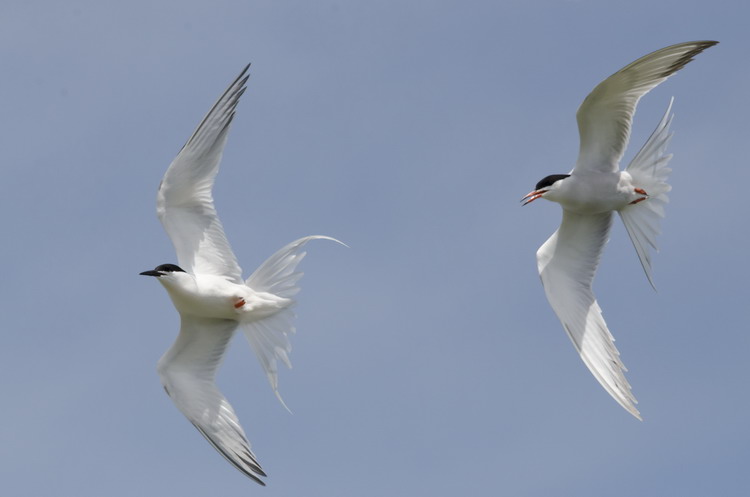 Roseate Tern (left), Common Tern (right) - North Brother - June 12, 2015 - Ted D'Eon photo