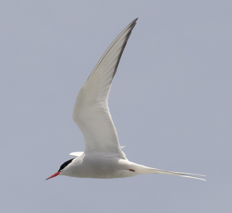 Arctic Tern in flight - North Brother - June 12, 2015 - Ted D'Eon photo