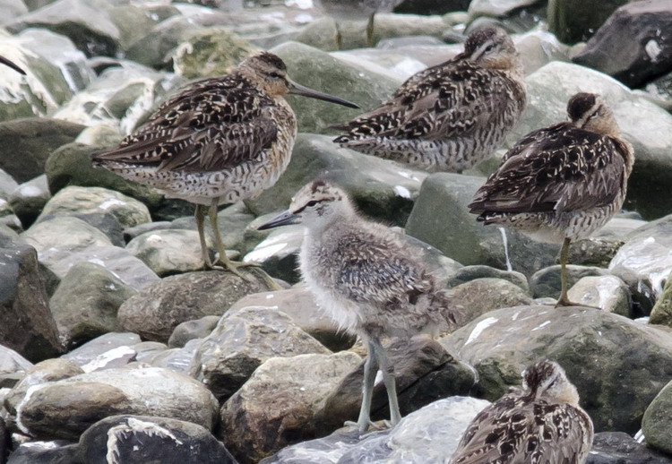 A Willet chick among the Dowitchers - Gull Island, July 11, 2017 - Ted D'Eon photo