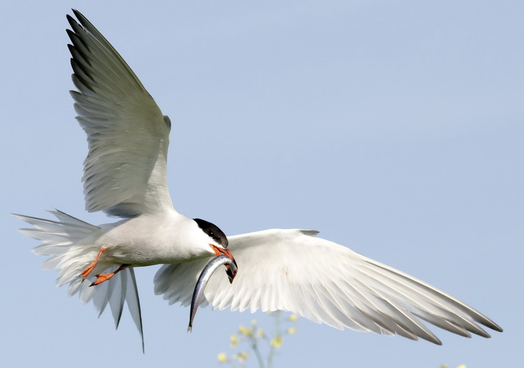 Common Tern with fish in bill - North Brother - July 16, 2015 - Ted D'Eon photo