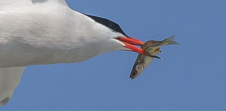 Common Tern carrying a fish - June 22, 2016 - Ronnie d'Entremont photo