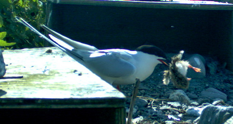 Roseate Tern carrying a Common Tern chick - North Brother, June 25, 2012 - Trail camera photo