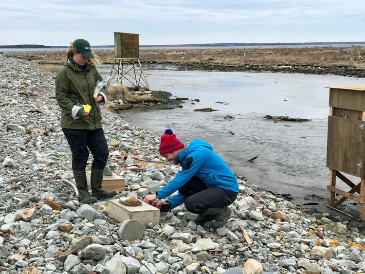Natalie and Nick setting up ROST nesting shelters on Gull Island - April 30, 2019 - Ted D'Eon photo