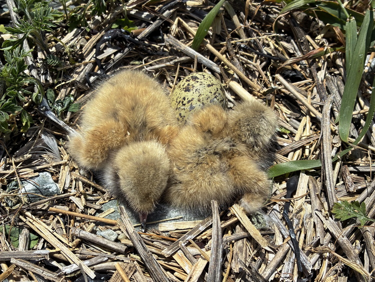 Common Tern chicks - North Brother - June 14, 2026