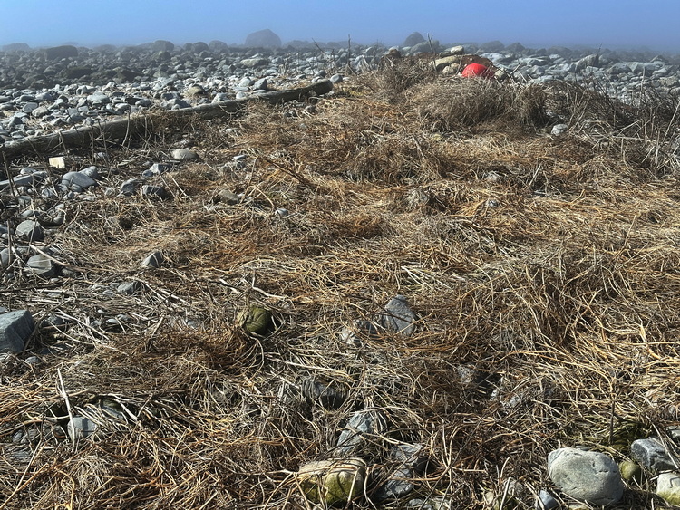 Some of last year's mat of weeds - North Brother - April 23 2025 - photo by Ted D'Eon