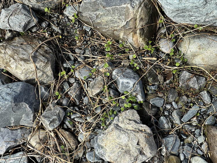 New weeds already sprouting! - North Brother - April 23 2025