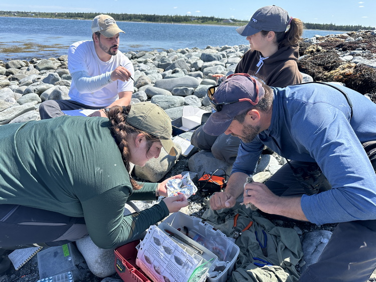 Tern chick processing on North Brother