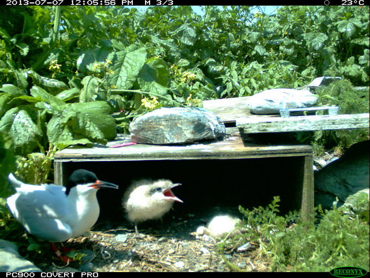 Dead ROST chick in Nest No.26 - North Brother, July 7, 2013 - Trail camera photo