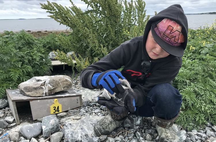 Orson, in the ROST nesting area, holding a Roseate Tern chick